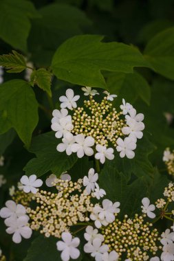 Yumuşak odaklı beyaz viburnum çiçekleri çiçek, çiçek açan guelder yeşil yapraklar arasında bahar aylarında yükseldi