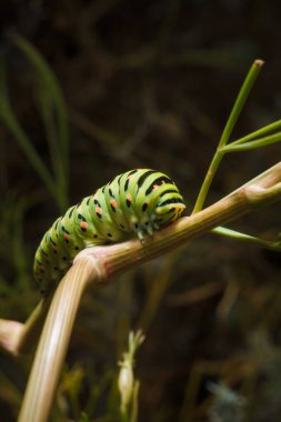 Güzel yeşil benekli papilio machaon ya da Eski Dünya kırlangıç tırtılı bitkinin üzerinde. Yumuşak odaklı makro çekim