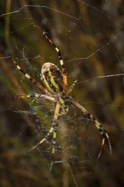 Güzel sarı ve siyah çizgili Agriope bruennichi eşekarısı ağında örümceği, yumuşak odaklı makro çekim