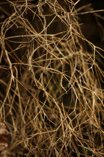 stock image Beautiful fluffy cotinus coggygria blossom in autumn forest, soft focused vertical macro shot