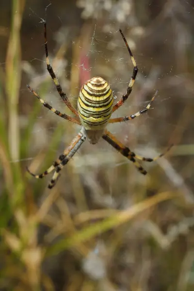 stock image Beautiful yellow and black striped Agriope bruennichi spider in its web, soft focused macro shot