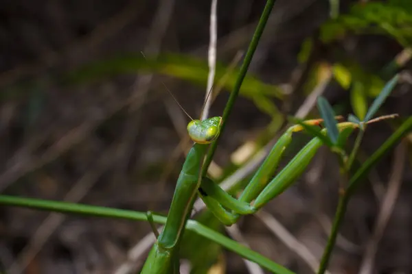 stock image Big green young European mantis or mantis religiosa sitting on branch. Insects and flora. Soft focused macro shot