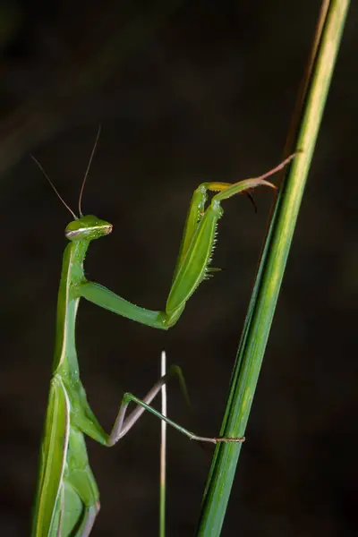 stock image Big green young European mantis or mantis religiosa sitting on branch. Insects and flora. Soft focused macro shot