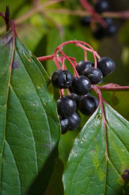 Cornus sanguinea, parlak yapraklar arasında sıradan bir kızılcık ağacı ya da kanlı kızılcık böğürtleni. Dikey yumuşak odaklı makro çekim