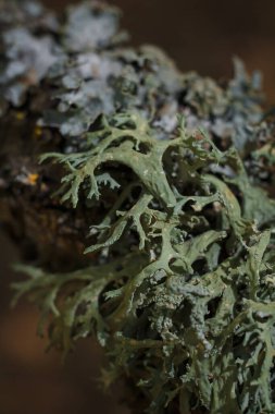 Koyu orman arka planında güzel açık yeşil liken, lichenoloji. Dikey yumuşak odaklı makro çekim