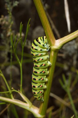 Güzel yeşil benekli papilio machaon ya da Eski Dünya kırlangıç tırtılı bitkinin üzerinde. Yumuşak odaklı makro çekim