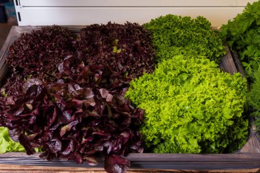 Markette ya da süpermarkette market raflarında taze yeşillik. Fesleğen, buzdağı salatası, dereotu ve maydanoz. Sağlıklı organik vejetaryen yemekleri.