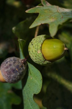 yumuşak odaklı yeşil meşe palamudunu yakın çekim meşe yaprakları arasında