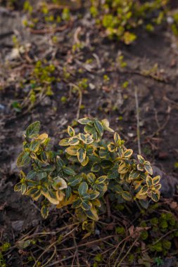 Euonymus fortunei, spindle emerald and gold bush with variegated leaves, ornamental plant in park or botanical garden clipart