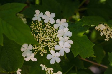 Yumuşak odaklı beyaz viburnum çiçekleri çiçek, çiçek açan guelder yeşil yapraklar arasında bahar aylarında yükseldi