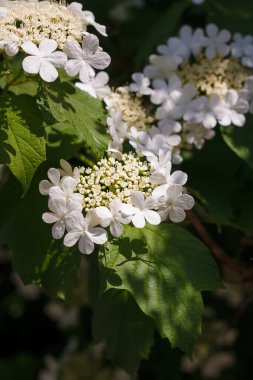 Yumuşak odaklı beyaz viburnum çiçekleri çiçek, çiçek açan guelder yeşil yapraklar arasında bahar aylarında yükseldi