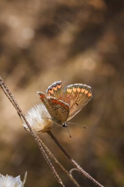 Polyommatinae, blues, çeşitli kanatlı kelebek alt familyası, Lycaenidae familyası. Bitkinin üzerinde oturan böcek, yumuşak odaklı makro