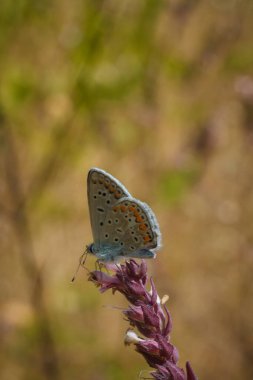 Polyommatinae, blues, çeşitli kanatlı kelebek alt familyası, Lycaenidae familyası. Bitkinin üzerinde oturan böcek, yumuşak odaklı makro