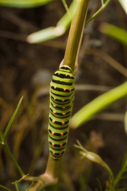 Güzel yeşil benekli papilio machaon ya da Eski Dünya kırlangıç tırtılı bitkinin üzerinde. Yumuşak odaklı makro çekim