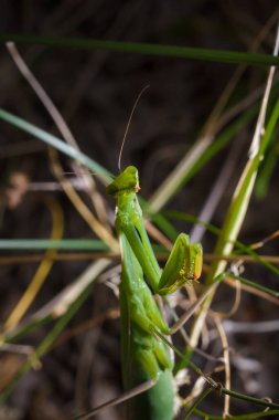 Büyük yeşil Avrupalı genç peygamber devesi veya dalda oturan peygamber devesi dini. Böcekler ve bitkiler. Yumuşak odaklı makro çekim