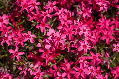 Parlak pembe çiçekli güzel Phlox subulata. Bahçıvanlık, üst manzara.