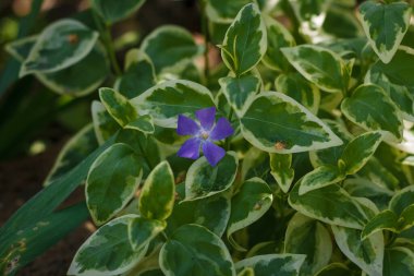 Vinca variegata major ya da daha büyük kodaman, yeşil yapraklı ve beyaz kenarlı büyük menekşe mavisi çiçek. Güzel bahçe sürünen bitkisi.