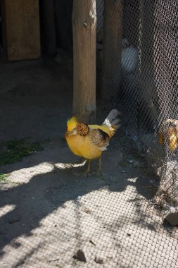 golden pheasant or chrysolophus pictus, beautiful yellow bird with bright plumage in birds reserve, zoo or animal sanctuary. clipart