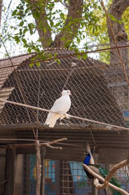 beautiful white crested dove, pigeon sitting on henroost in zoo, birds reserve park or sanctuary. Peacock on background. clipart