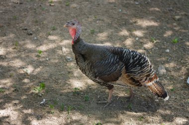 Gri dişi hindi, barınakta evcilleştirilmiş kuş ya da hayvan koruma parkında. Yan görünüm portresi
