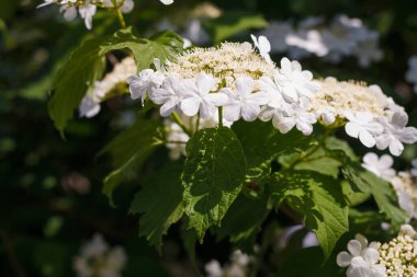 Yumuşak odaklı beyaz viburnum çiçekleri çiçek, çiçek açan guelder yeşil yapraklar arasında bahar aylarında yükseldi