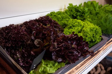 Markette ya da süpermarkette market raflarında taze yeşillik. Fesleğen, buzdağı salatası, dereotu ve maydanoz. Sağlıklı organik vejetaryen yemekleri.