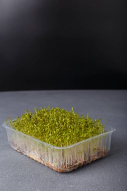 Su teresi ya da tere salatası mikroyeşil lahanaları gri arka planda. Mikroyeşillik ekimi, şehir bahçesi. Boşluğu kopyala