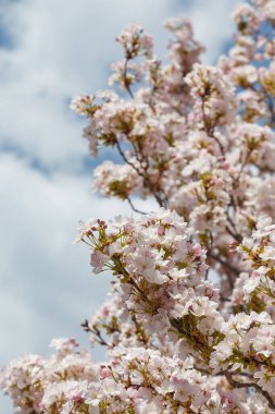 Mavi arka planda Sakura ya da Japon kiraz çiçekleri. Ağaç dallarında narin bahar çiçekleri, yakın plan. Boşluğu kopyala