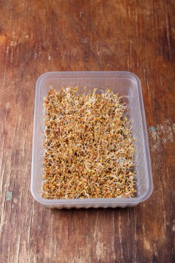 Alfalfa mikroyeşil tohumları, ıslak hidroponik keten minder üzerinde filizleniyor. Plastik kapta, ahşap arka planda. Organik şehir bahçesi
