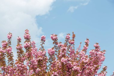 Mavi arka planda Sakura ya da Japon kiraz çiçekleri. Ağaç dallarında narin bahar çiçekleri, yakın plan. Boşluğu kopyala