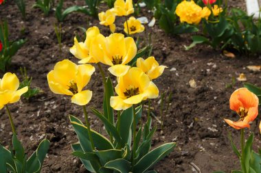 Çiçek tarhında güzel, canlı, sarı laleler. Baharın baharı şehir bahçesinde çiçek açar. Çiçek açan bitkilerle güzel bir manzara.