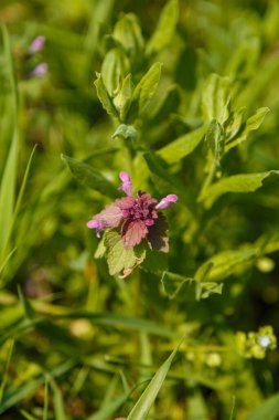 Lamium purpureum, yeşil yapraklar arasında kırmızı ya da mor ölü ısırgan otu çiçeği. Yakın çekim.