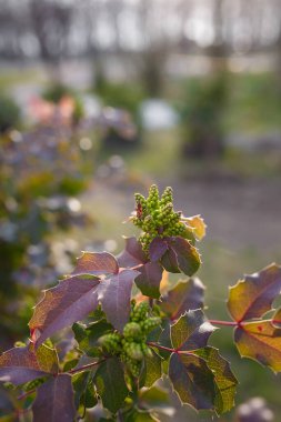 Kırmızı siyah kundakçı ya da kırmızı böğürtlen yaprağında pirrhocoris apterus, arka planda berberis thunbergii