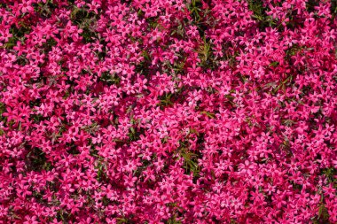 Parlak pembe çiçekli güzel Phlox subulata. Bahçıvanlık, üst manzara.