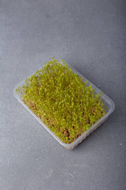 Su teresi ya da tere salatası mikroyeşil lahanaları gri arka planda. Mikroyeşillik ekimi, şehir bahçesi. Boşluğu kopyala