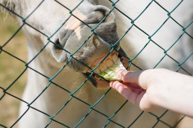 Beyaz midilliyi lahanayla elle beslemek, sadece ızgaranın içinden görülebilir. Kötü dişli bir hayvanın dişçiye ihtiyacı var. Güzel burun ve çiğneyen ağız yakından.