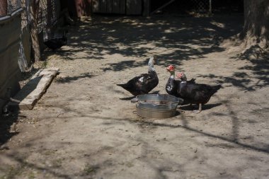 Kuş barınağında, çiftlikte veya hayvan rezervlerinde beslenen birkaç dilsiz muscovy ördeği..
