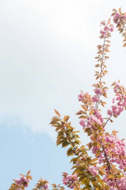 Mavi arka planda Sakura ya da Japon kiraz çiçekleri. Ağaç dallarında narin bahar çiçekleri, yakın plan. Boşluğu kopyala