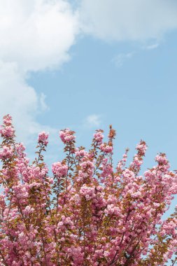 Mavi arka planda Sakura ya da Japon kiraz çiçekleri. Ağaç dallarında narin bahar çiçekleri, yakın plan. Boşluğu kopyala