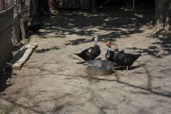 Kuş barınağında, çiftlikte veya hayvan rezervlerinde beslenen birkaç dilsiz muscovy ördeği..
