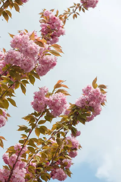Mavi arka planda Sakura ya da Japon kiraz çiçekleri. Ağaç dallarında narin bahar çiçekleri, yakın plan. Boşluğu kopyala