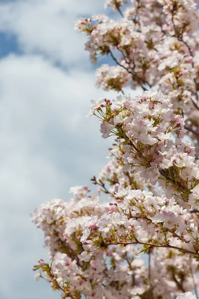 Mavi arka planda Sakura ya da Japon kiraz çiçekleri. Ağaç dallarında narin bahar çiçekleri, yakın plan. Boşluğu kopyala
