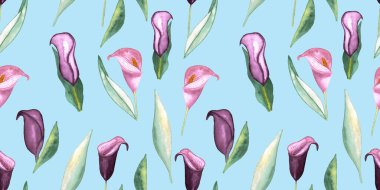 Mor Zantedeschia suluboya çiçeklerinin kusursuz deseni mavi arka planda, elle boyanmış resimli elementler.