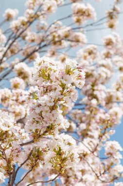 Mavi arka planda Sakura ya da Japon kiraz çiçekleri. Ağaç dallarında narin bahar çiçekleri, yakın.