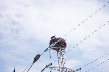 Siyah kanatlı güzel beyaz leylek mavi gökyüzündeki elektrik direğinde oturuyor. Kuş yuvası davranışı. Hayvanat bahçesi. Kentsel kuş hayatı