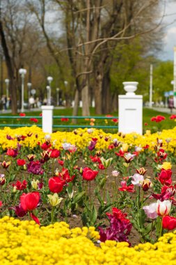 Çiçek tarhında güzel canlı laleler. Şehirde bahar mevsimi çiçek açar. Çiçek açan bitkilerle güzel bir manzara.