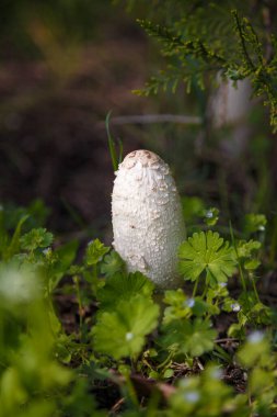 Tüylü mürekkep mantarı, avukatların peruğu ya da yeşil çimenlerin arasında Coprinus koması. Makro çekim, yumuşak odaklanma.