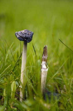 Tüylü mürekkep mantarı, avukatların peruğu ya da yeşil çimenlerin arasında Coprinus koması. Makro çekim, yumuşak odaklanma.