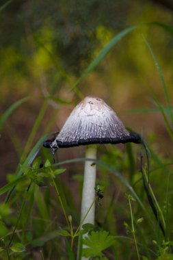 Tüylü mürekkep mantarı, avukatların peruğu ya da yeşil çimenlerin arasında Coprinus koması. Makro çekim, yumuşak odaklanma.