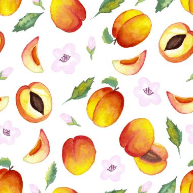 Kusursuz suluboya el çizimi. Beyaz arka planda yapraklı ve çiçekli yarım kayısılar.